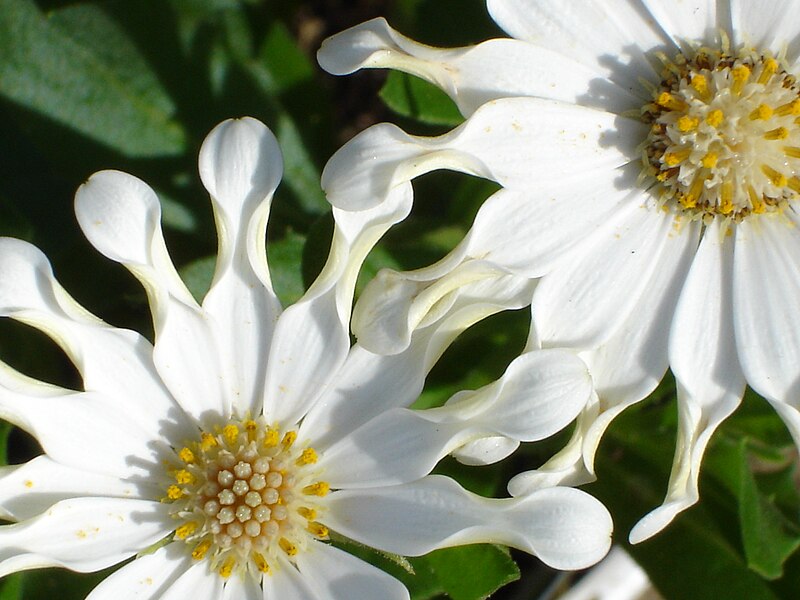 File:White Spoon Osteospermum.JPG