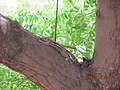 Squirrel on Neem tree in Chennai, India.