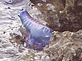 Portuguese Man O' War spotted at Biscayne National Park, Florida