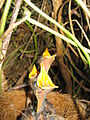 Chicks in nest