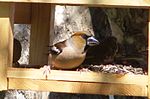 Hawfinch