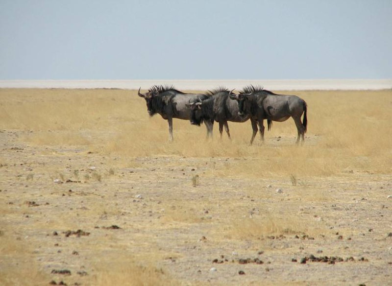 File:SAC Namibia-wildebeast.jpg