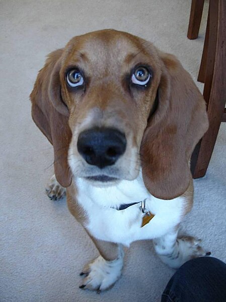 File:BuddyTheBassettHound.jpg