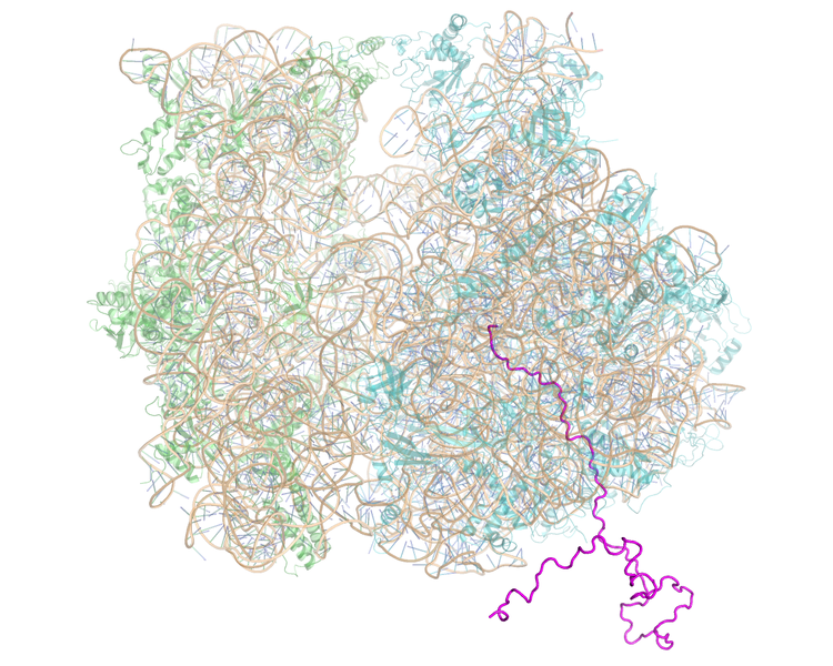 File:Ribosome-Nascent chain complex.png