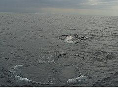 A whale off Australia on the spring migration, feeding on krill by turning on its side and propelling through the krill