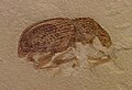 Insect fossil, Order Coleoptera, Family Curculionidae, a weevil, Middle Eocene, Green River Formation, Uintah County, Utah