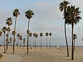 Washingtonia robusta