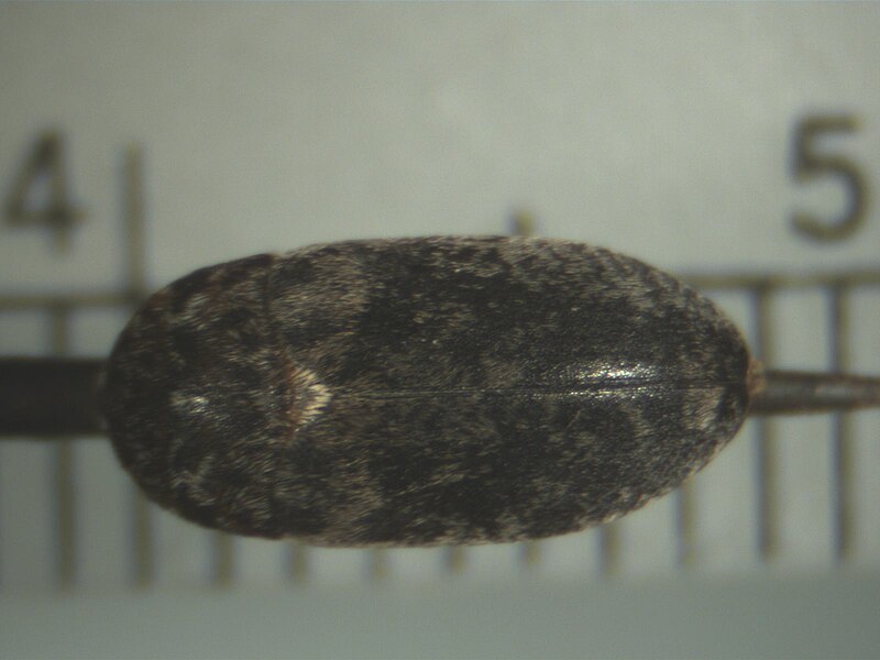 File:Dermestidae 6.jpg