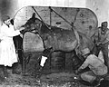 An injured horse being secured to the vertically oriented table