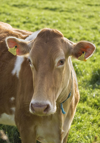 File:Guernsey cow.jpg