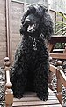 Standard Poodle