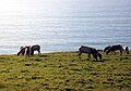 Tule Elk grazing by the seaside.