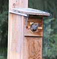 Female flicker at nest box