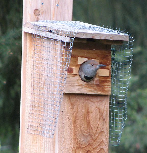 File:Female-flicker-nestbox.jpg