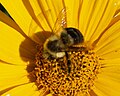 Bumblebee, Bombus sp. on a Coreopsis flower. Madison, Wi