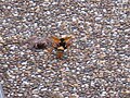 Spider wasp attacking huntsman spider in Sydney, Aus.