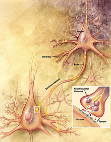 Chemical synapse schema.jpg