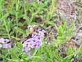 Bee Collecting Pollen