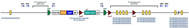 Molecular structure of Cyp4b1 region with inserted mutation sequence