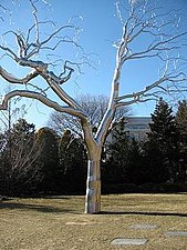 Roxy Paine's Graft, 2008, at National Gallery of Art Sculpture Garden, Washington D.C.[23]