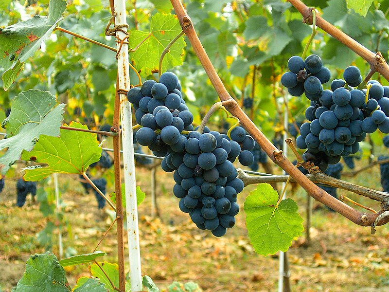 File:Pinot Noir Moldova.JPG