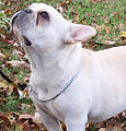 Pale cream French Bulldog. Creams can range in hue from deep amber to rich butterscotch to palest gold. This color is generally considered to be a dilution of fawn, minus the masking gene.