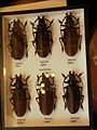 Titanus giganteus beetles for sale at international meeting of entomologists in Prague