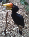 Female Rhinoceros Hornbill at Chester Zoo