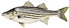 Striped Bass