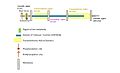 Annotated features of TMEM261 protein including topology and important sites for phosphorylation and Myristoylation as well DUF4536 and transmembrane helical domains.