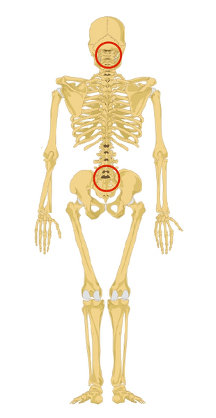 File:HumanVertebrae1and27.png