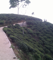 Ilam, tea capital of Nepal and one of the tourism hot spot in eastern Nepal