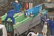 Bottlenose Dolphin being loaded on to a truck after having been captured in a drive hunt in Futo, Japan