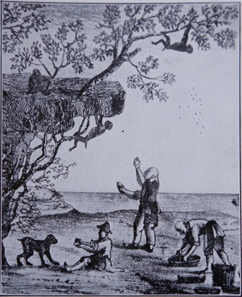 File:Monkeys-harvesting-tea.png