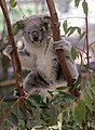 Female Koala joey climbs a gum tree at Lone Pine Koala Sanctuary