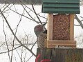 Male Red-shafted Flicker