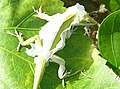 Molting Green Anole