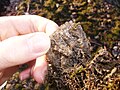 Ground ice strings with moss attached.