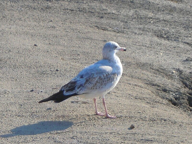 File:SpottedGrayGulloftheCaliforniaCoast.JPG