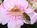 Pollen-covered bee entering flower