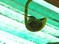 Hummingbird nesting on a rubber-covered hook