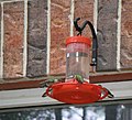 Feeding hummingbirds