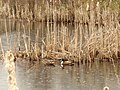 Leucistic Mallard duck (Anas platyrhynchos)