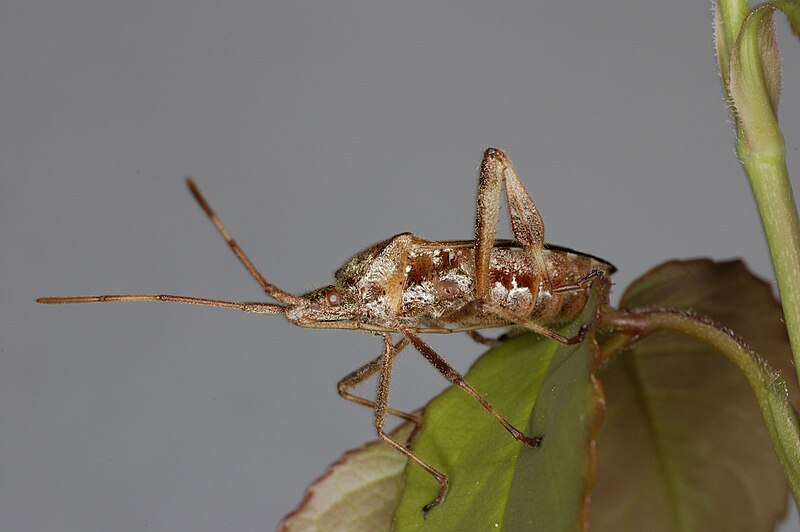 File:Unknown insect Davide125.jpg