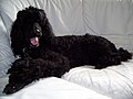 Standard Poodle