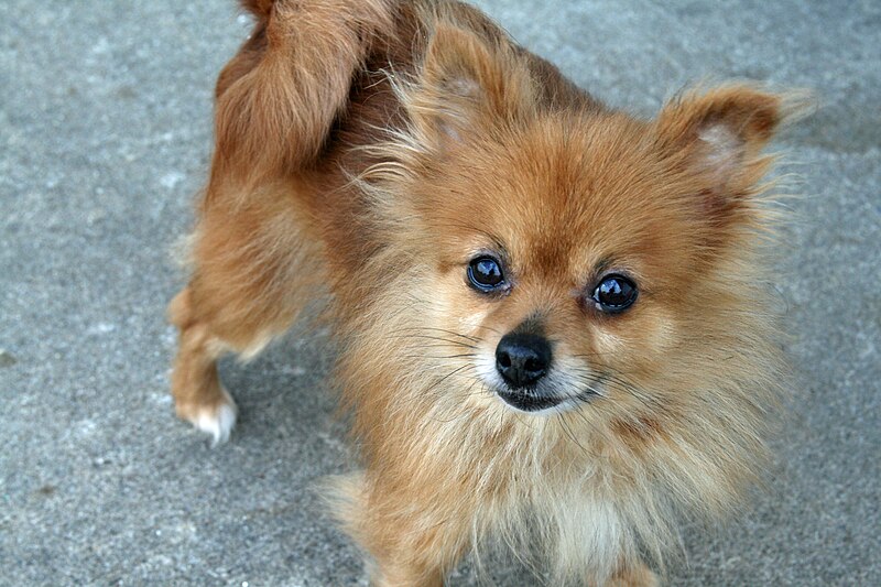 File:Tiffy the Pomeranian.jpg