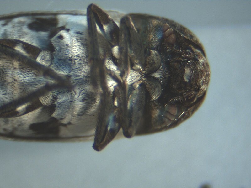 File:Dermestidae 4.jpg