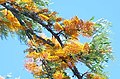 Flowering branches