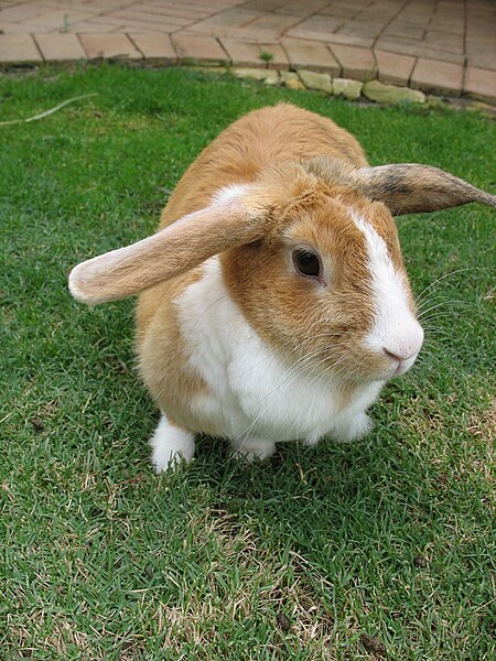 File:HOmeRabbit picture.jpg