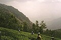 Daily wage labourers plucking Tea